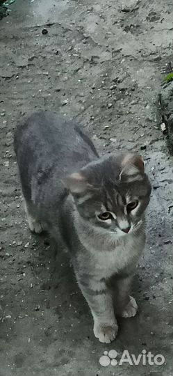 Котята и кошки