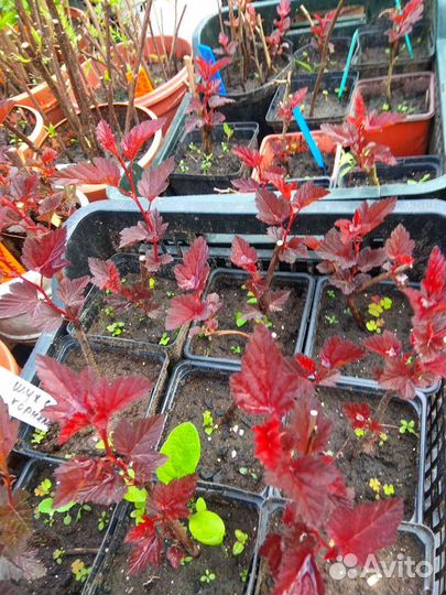 Пузыреплодники