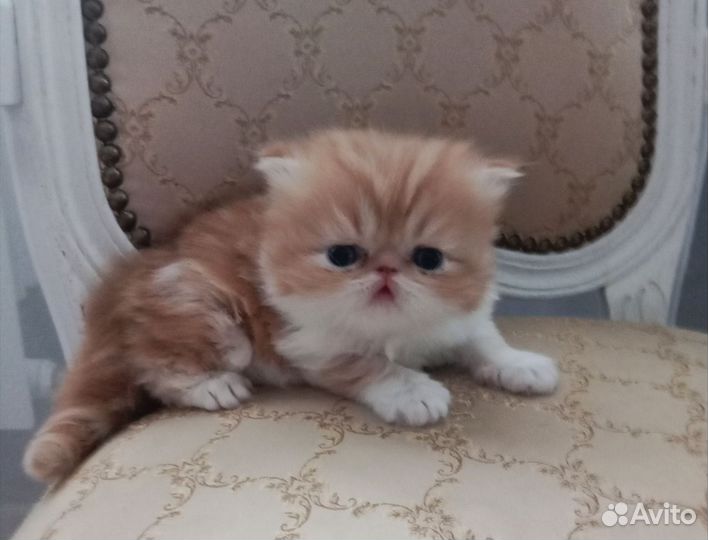 Персидский малыш