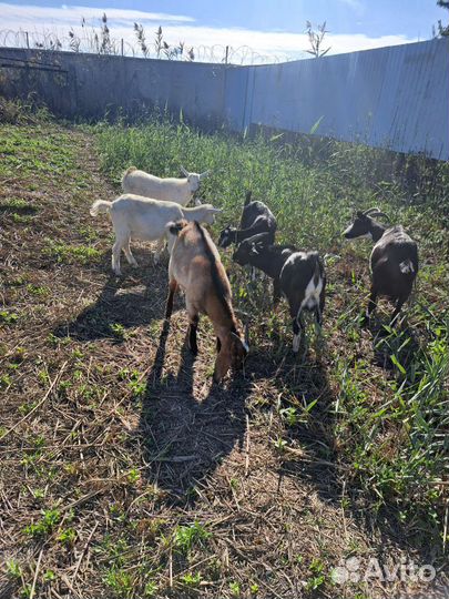 Дойные козы