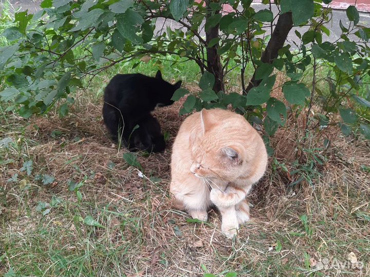 Кот бывшедомашний в добрые руки