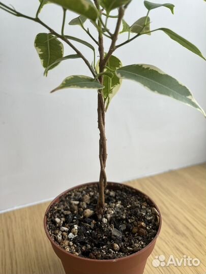 Фикус бенджамина пестролистный