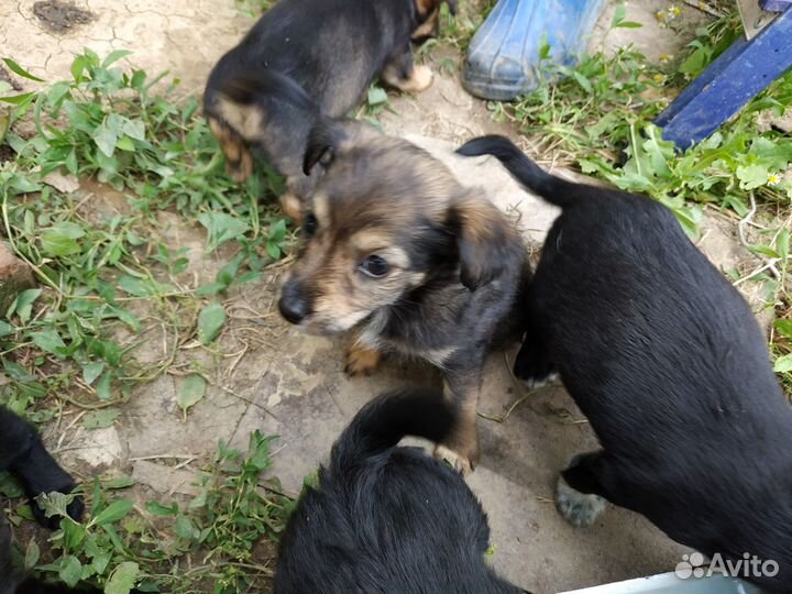 Отдам щенков в добрые руки