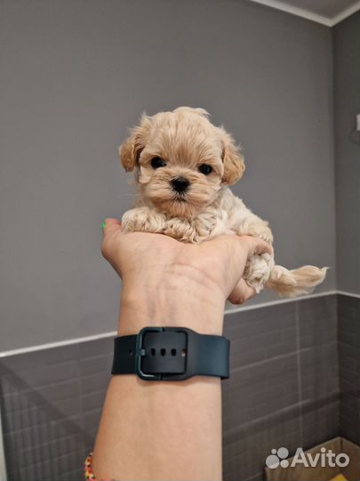 Мальчик мальтипу мини