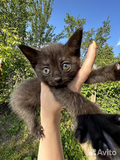 Котята бесплатно