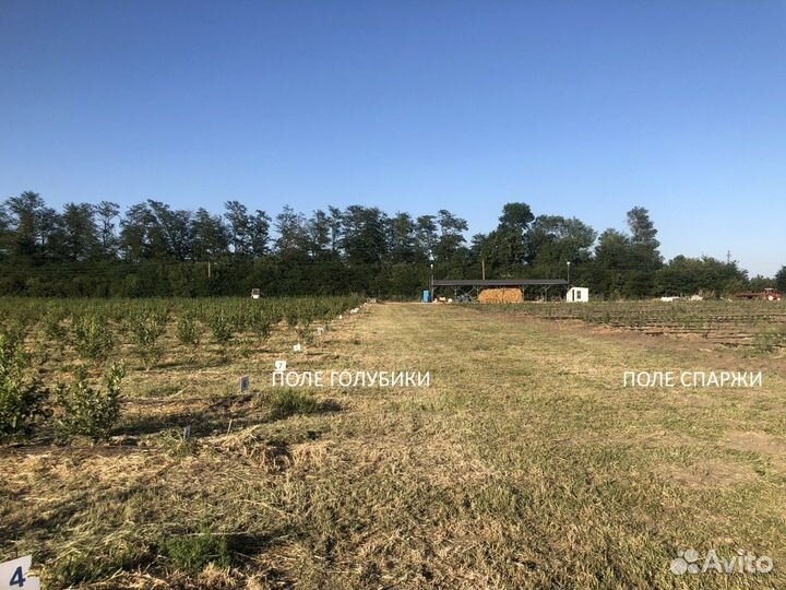 Фермерское хозяйство, растениеводство