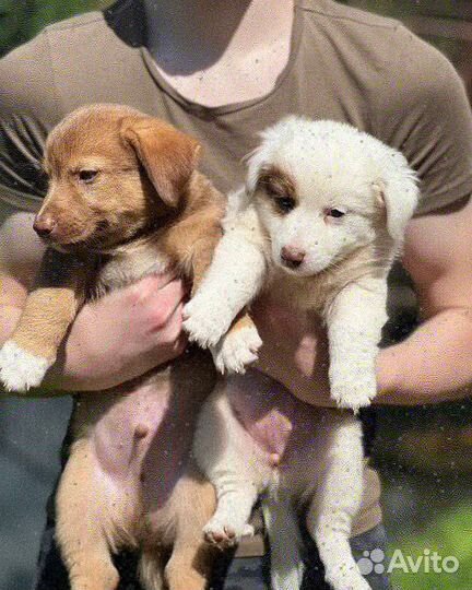 Щенок в добрые руки маленькой собаки