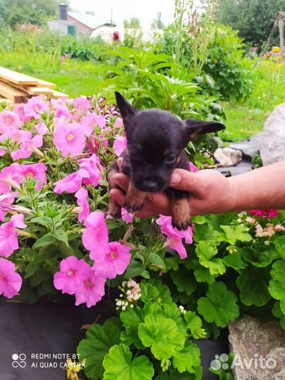 Мини той-терьер