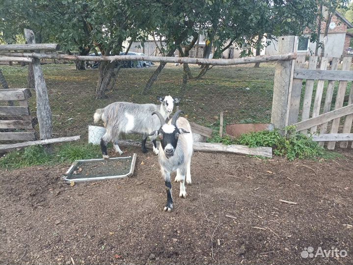 Козы и козел