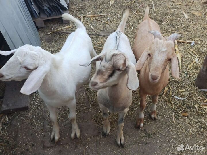 Нубийские козы