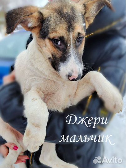 Щенки бесплатно