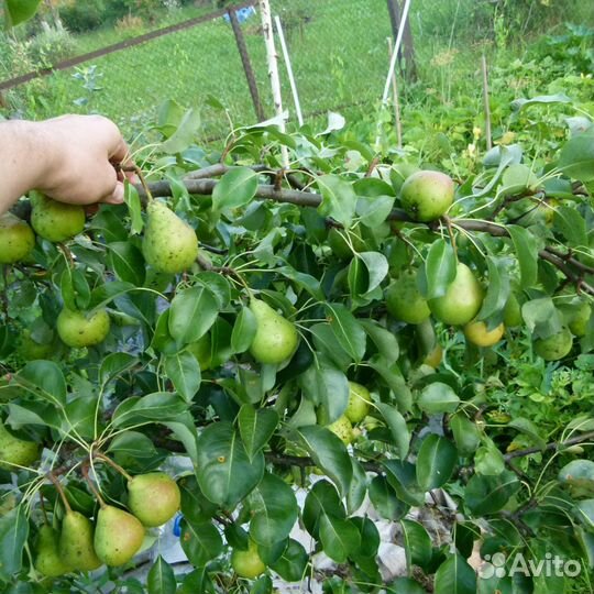 Сорта груши для Твери (саженцы)