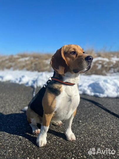 Бигль(вязка)