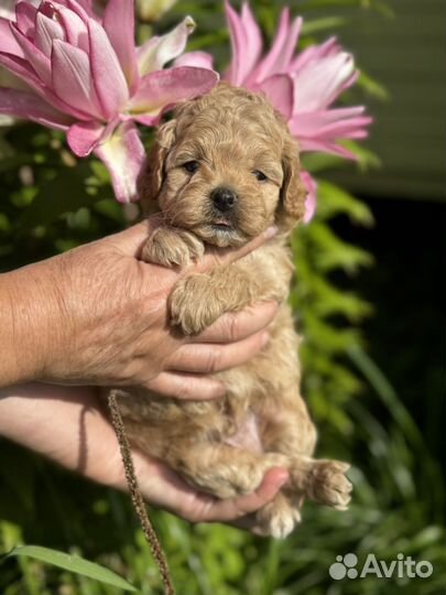 Щенки мальтипу