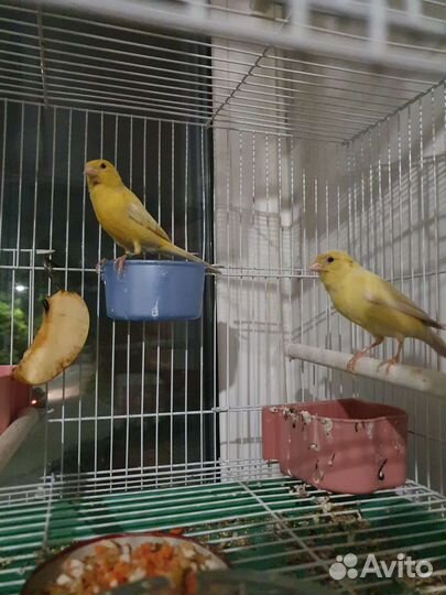 Кенера и Канарейки