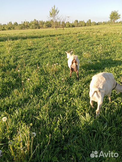 Козы дойные