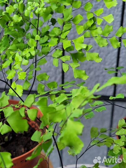 Венерин волос (Адиантум)