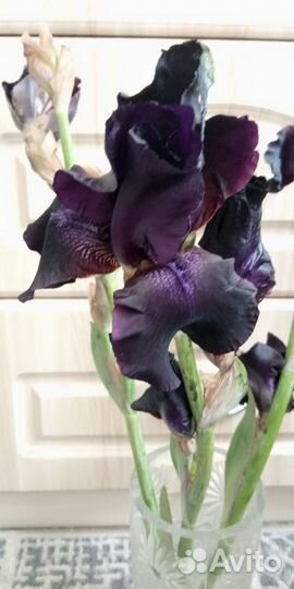 Ирис чёрный Блэк Найт