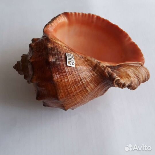 Ракушка- продам