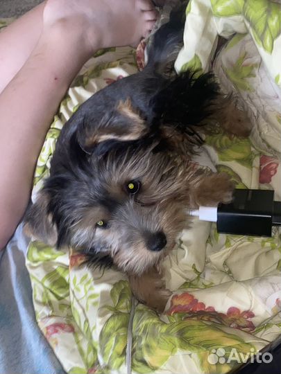 Щенок йорка