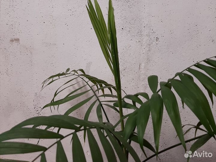 Комнатные растение