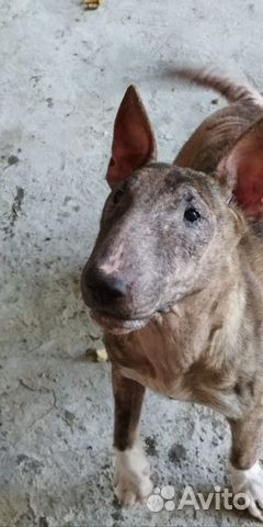Найдена собака породы Бультерер объявление продам