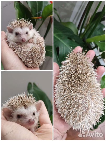 Африканский ёжик