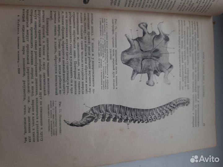 Кабанов Н. А. Анатомия человека 1938 г