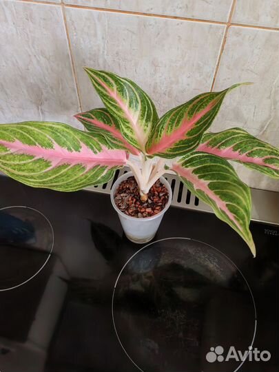 Аглаонема Панама Пинк
