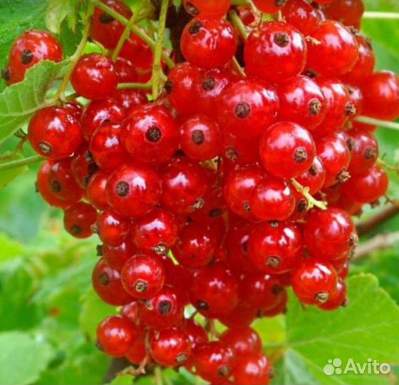 Саженцы красной смородины