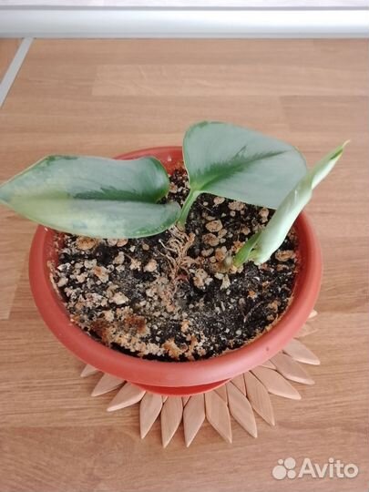 Сциндапсусы и сингониумы