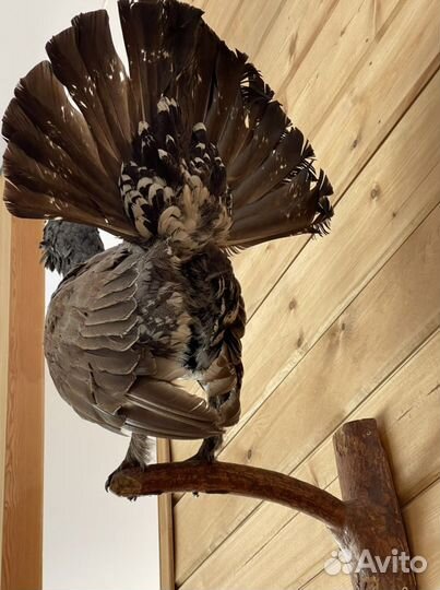 Чучело Кабана