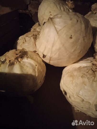 Капуста, свекла, морковь