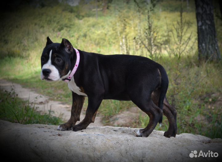 Американский булли, Классик/ Стандарт