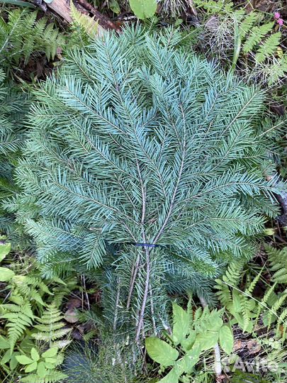 Пихтовые веники для бани и спа