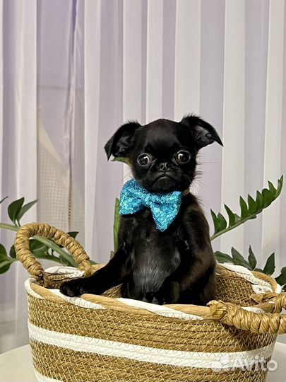 Малый брабансон