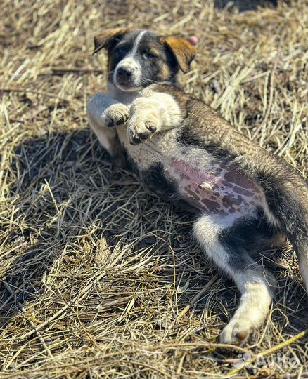 Сэм - крупный щенок-мальчик в дар