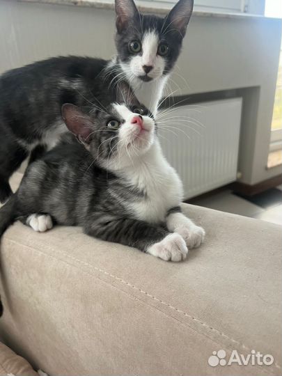 Кошка в дар бесплатно