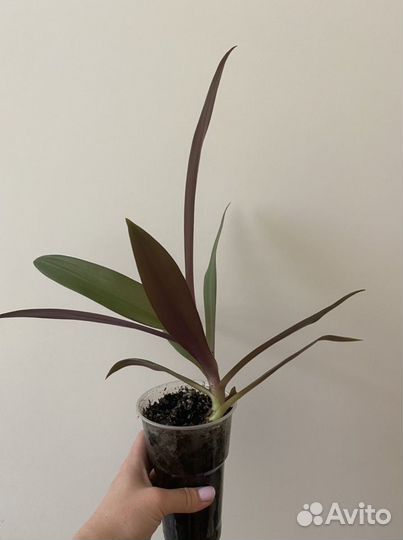 Комнатные цветы Рео