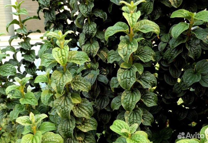 Декоративно - лиственные кустарники