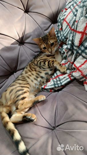 Бенгальский кот