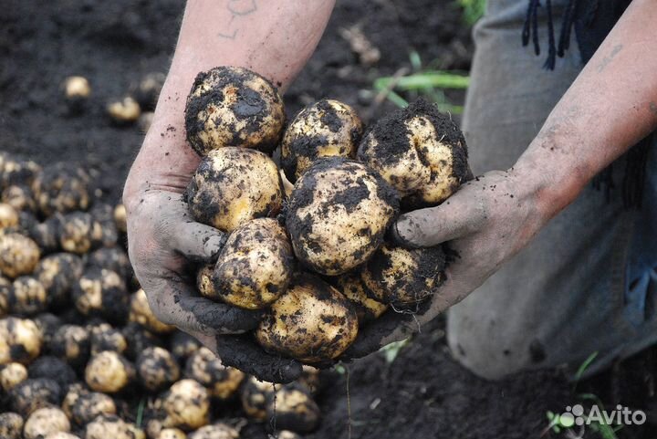 Деревенская картошка