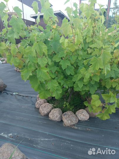 Смородина красная, желтая, черная