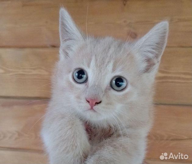 Котенок мальчик бесплатно