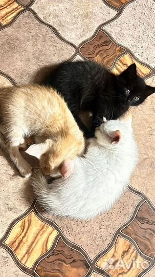 Котята в добрые руки даром бесплатно