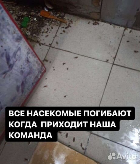 Уничтожение тараканов клопов плесени клещ борщевик