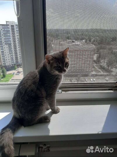 Ласковый Тишуня