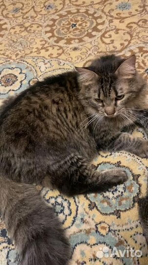 Кошки в добрые руки