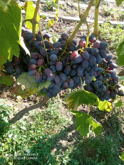 Дом 58,8 м² на участке 25 сот.