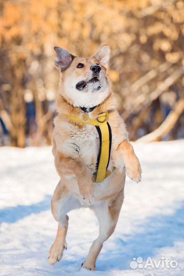 Собака из приюта в добрые руки